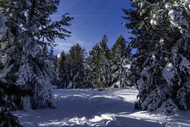 Bulgaristan 'ın Sofya Şehir Bölgesi, Vitosha Dağı' nın İnanılmaz Kış manzarası