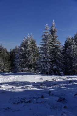 Bulgaristan 'ın Sofya Şehir Bölgesi, Vitosha Dağı' nın İnanılmaz Kış manzarası