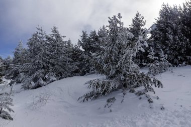 Bulgaristan 'ın Sofya Şehir Bölgesi, Vitosha Dağı' nın İnanılmaz Kış manzarası