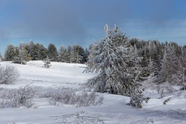Bulgaristan 'ın Sofya Şehir Bölgesi, Vitosha Dağı' nın İnanılmaz Kış manzarası
