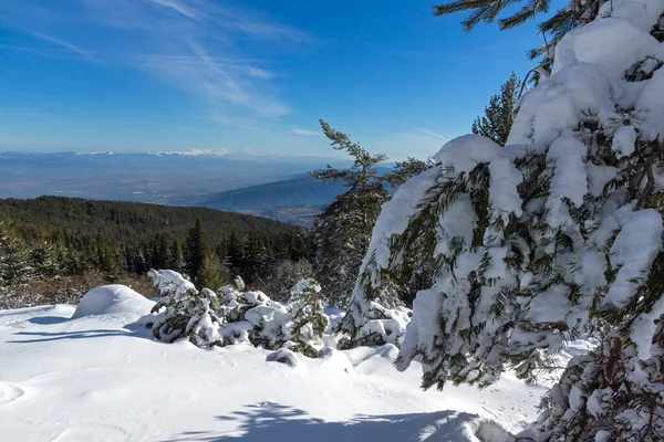 Bulgaristan 'ın Sofya Şehir Bölgesi, Vitosha Dağı' nın İnanılmaz Kış manzarası