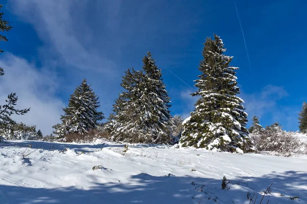 Bulgaristan 'ın Sofya Şehir Bölgesi, Vitosha Dağı' nın İnanılmaz Kış manzarası
