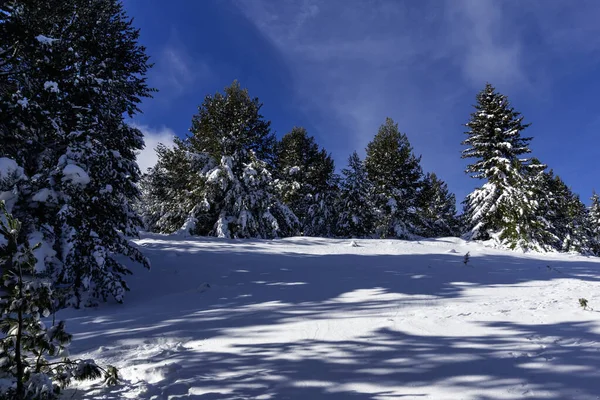 Bulgaristan 'ın Sofya Şehir Bölgesi, Vitosha Dağı' nın İnanılmaz Kış manzarası