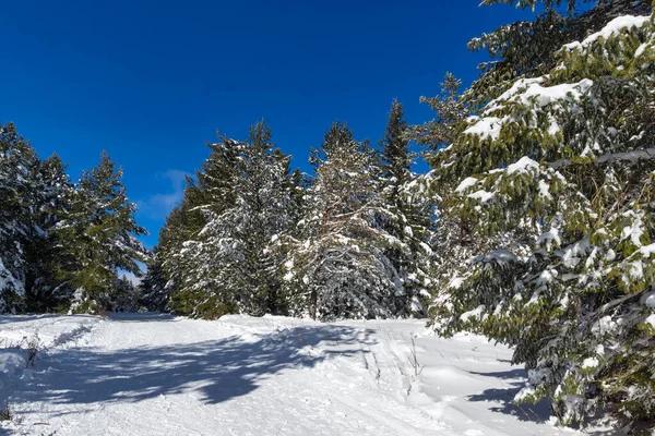 Bulgaristan 'ın Sofya Şehir Bölgesi, Vitosha Dağı' nın İnanılmaz Kış manzarası