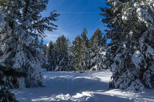 Bulgaristan 'ın Sofya Şehir Bölgesi, Vitosha Dağı' nın İnanılmaz Kış manzarası