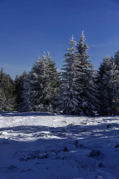 Bulgaristan 'ın Sofya Şehir Bölgesi, Vitosha Dağı' nın İnanılmaz Kış manzarası