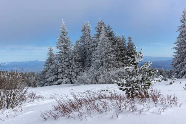 Bulgaristan 'ın Sofya Şehir Bölgesi, Vitosha Dağı' nın İnanılmaz Kış manzarası