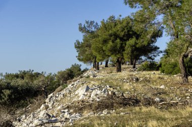 Thassos Adası, Doğu Makedonya ve Trakya 'da Zeytin Ağaçları, Yunanistan
