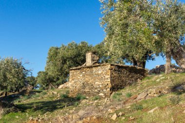 Thassos Adası, Doğu Makedonya ve Trakya 'da Zeytin Ağaçları, Yunanistan