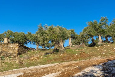 Thassos Adası, Doğu Makedonya ve Trakya 'da Zeytin Ağaçları, Yunanistan