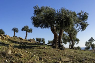 Thassos Adası, Doğu Makedonya ve Trakya 'da Zeytin Ağaçları, Yunanistan