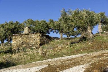 Thassos Adası, Doğu Makedonya ve Trakya 'da Zeytin Ağaçları, Yunanistan