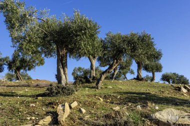 Thassos Adası, Doğu Makedonya ve Trakya 'da Zeytin Ağaçları, Yunanistan