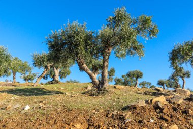 Thassos Adası, Doğu Makedonya ve Trakya 'da Zeytin Ağaçları, Yunanistan