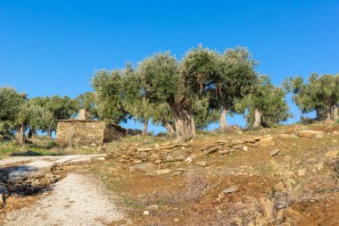 Thassos Adası, Doğu Makedonya ve Trakya 'da Zeytin Ağaçları, Yunanistan