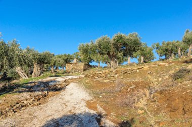 Thassos Adası, Doğu Makedonya ve Trakya 'da Zeytin Ağaçları, Yunanistan