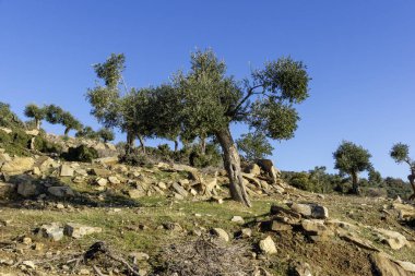 Thassos Adası, Doğu Makedonya ve Trakya 'da Zeytin Ağaçları, Yunanistan