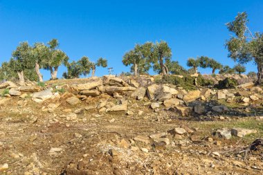 Thassos Adası, Doğu Makedonya ve Trakya 'da Zeytin Ağaçları, Yunanistan