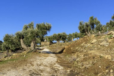 Thassos Adası, Doğu Makedonya ve Trakya 'da Zeytin Ağaçları, Yunanistan