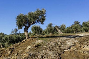 Thassos Adası, Doğu Makedonya ve Trakya 'da Zeytin Ağaçları, Yunanistan
