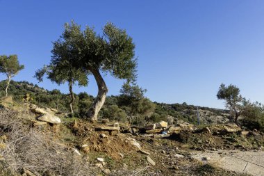 Thassos Adası, Doğu Makedonya ve Trakya 'da Zeytin Ağaçları, Yunanistan