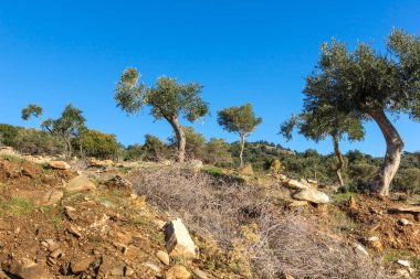 Thassos Adası, Doğu Makedonya ve Trakya 'da Zeytin Ağaçları, Yunanistan