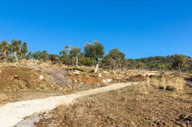 Thassos Adası, Doğu Makedonya ve Trakya 'da Zeytin Ağaçları, Yunanistan