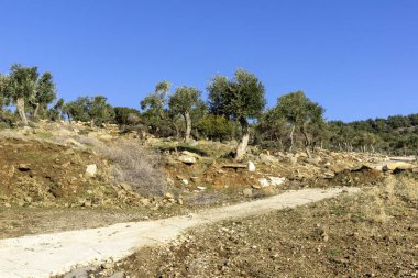 Thassos Adası, Doğu Makedonya ve Trakya 'da Zeytin Ağaçları, Yunanistan