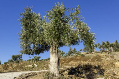Thassos Adası, Doğu Makedonya ve Trakya 'da Zeytin Ağaçları, Yunanistan