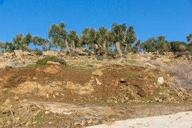 Thassos Adası, Doğu Makedonya ve Trakya 'da Zeytin Ağaçları, Yunanistan
