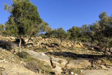 Thassos Adası, Doğu Makedonya ve Trakya 'da Zeytin Ağaçları, Yunanistan