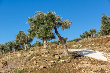 Thassos Adası, Doğu Makedonya ve Trakya 'da Zeytin Ağaçları, Yunanistan