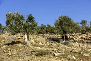 Thassos Adası, Doğu Makedonya ve Trakya 'da Zeytin Ağaçları, Yunanistan