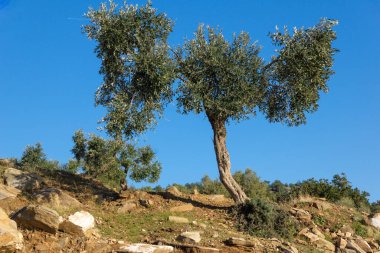 Thassos Adası, Doğu Makedonya ve Trakya 'da Zeytin Ağaçları, Yunanistan