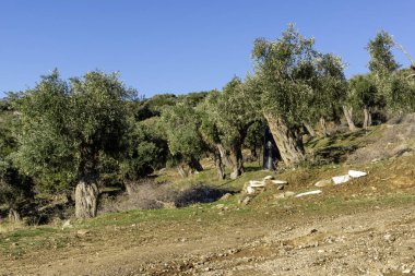 Thassos Adası, Doğu Makedonya ve Trakya 'da Zeytin Ağaçları, Yunanistan