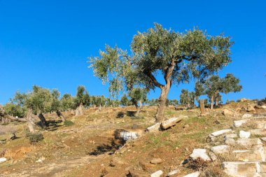 Thassos Adası, Doğu Makedonya ve Trakya 'da Zeytin Ağaçları, Yunanistan