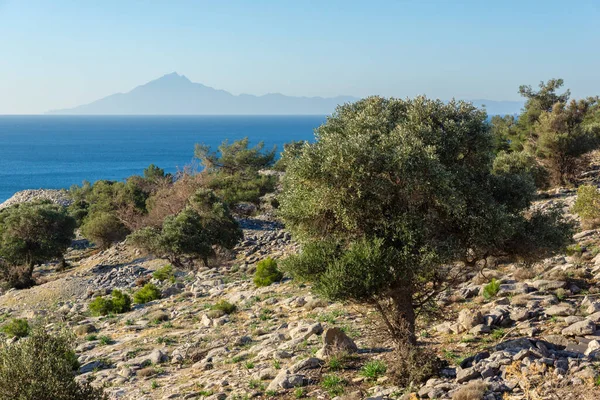 Thassos Adası, Doğu Makedonya ve Trakya 'da Zeytin Ağaçları, Yunanistan