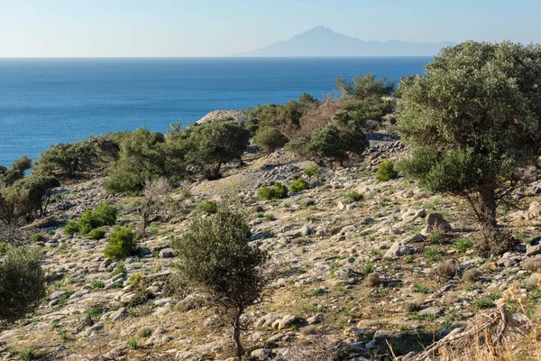 Thassos Adası, Doğu Makedonya ve Trakya 'da Zeytin Ağaçları, Yunanistan