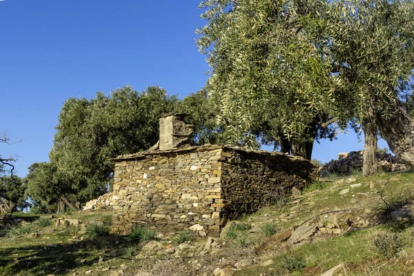 Thassos Adası, Doğu Makedonya ve Trakya 'da Zeytin Ağaçları, Yunanistan