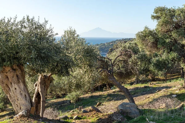 Thassos Adası, Doğu Makedonya ve Trakya 'da Zeytin Ağaçları, Yunanistan