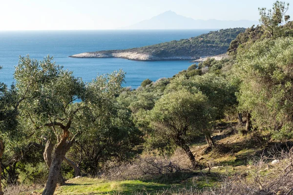 Thassos Adası, Doğu Makedonya ve Trakya 'da Zeytin Ağaçları, Yunanistan