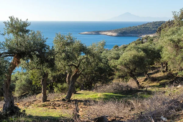 Thassos Adası, Doğu Makedonya ve Trakya 'da Zeytin Ağaçları, Yunanistan
