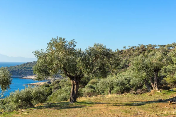 Thassos Adası, Doğu Makedonya ve Trakya 'da Zeytin Ağaçları, Yunanistan