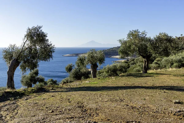 Thassos Adası, Doğu Makedonya ve Trakya 'da Zeytin Ağaçları, Yunanistan