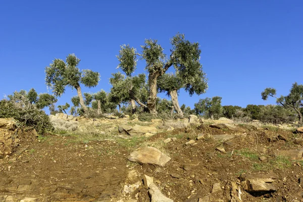 Thassos Adası, Doğu Makedonya ve Trakya 'da Zeytin Ağaçları, Yunanistan