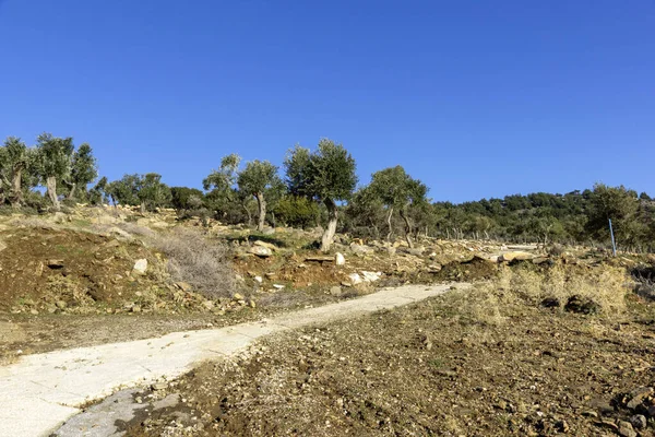 Thassos Adası, Doğu Makedonya ve Trakya 'da Zeytin Ağaçları, Yunanistan