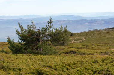 Bulgaristan 'ın Kamen Del zirvesi yakınlarındaki Vitosha Dağı' nın şaşırtıcı sonbahar manzarası