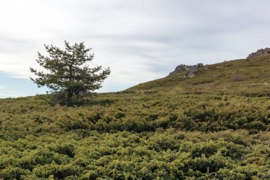 Bulgaristan 'ın Kamen Del zirvesi yakınlarındaki Vitosha Dağı' nın şaşırtıcı sonbahar manzarası