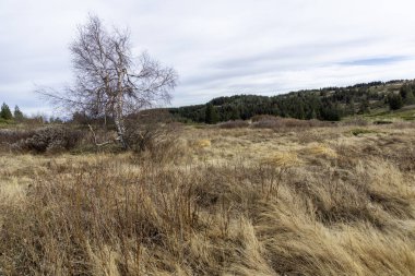 Bulgaristan 'ın Kamen Del zirvesi yakınlarındaki Vitosha Dağı' nın şaşırtıcı sonbahar manzarası
