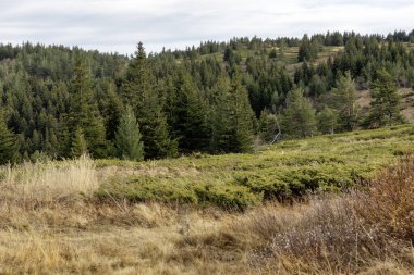 Bulgaristan 'ın Kamen Del zirvesi yakınlarındaki Vitosha Dağı' nın şaşırtıcı sonbahar manzarası